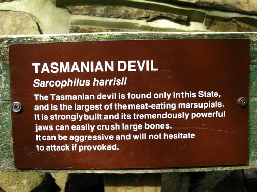 tasmanian.devil